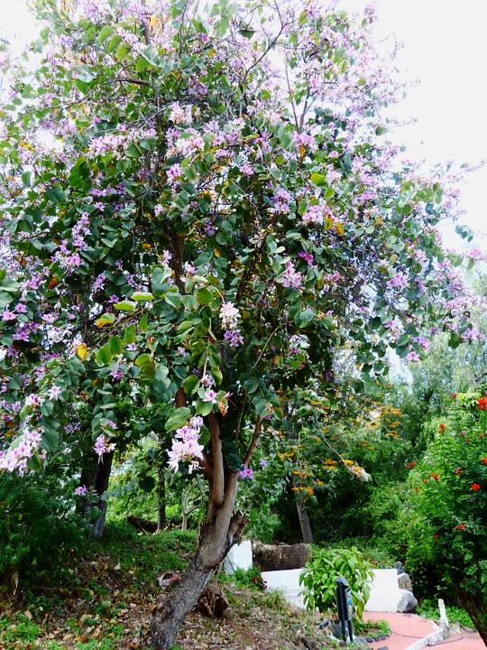 Bauhinia variegata (Orchid Tree)